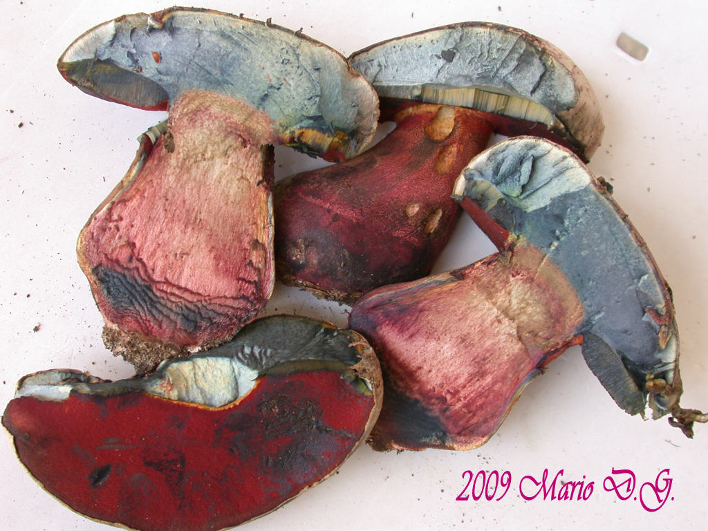 Boletus da determinare >>> n�2